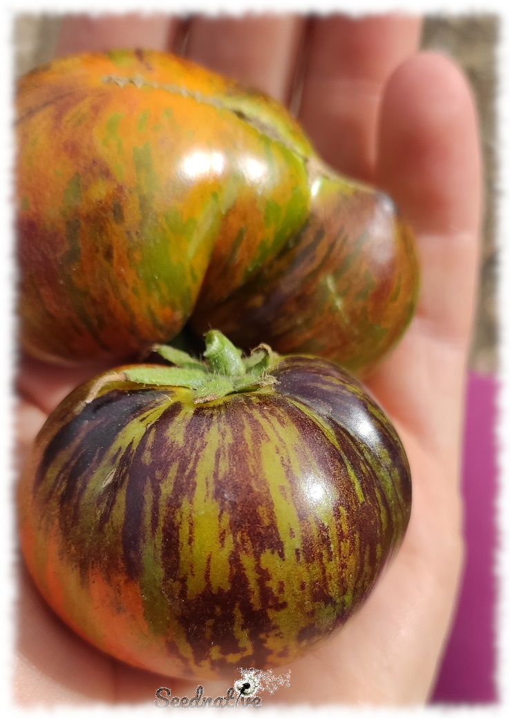Tomate Konigin der nacht - 15 semillas