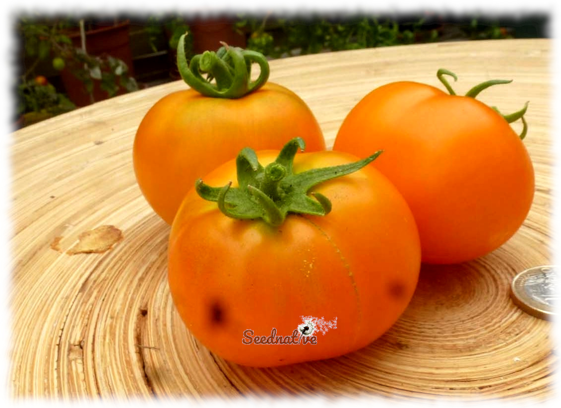 Tomate Kaiserin sissi - 15 semillas