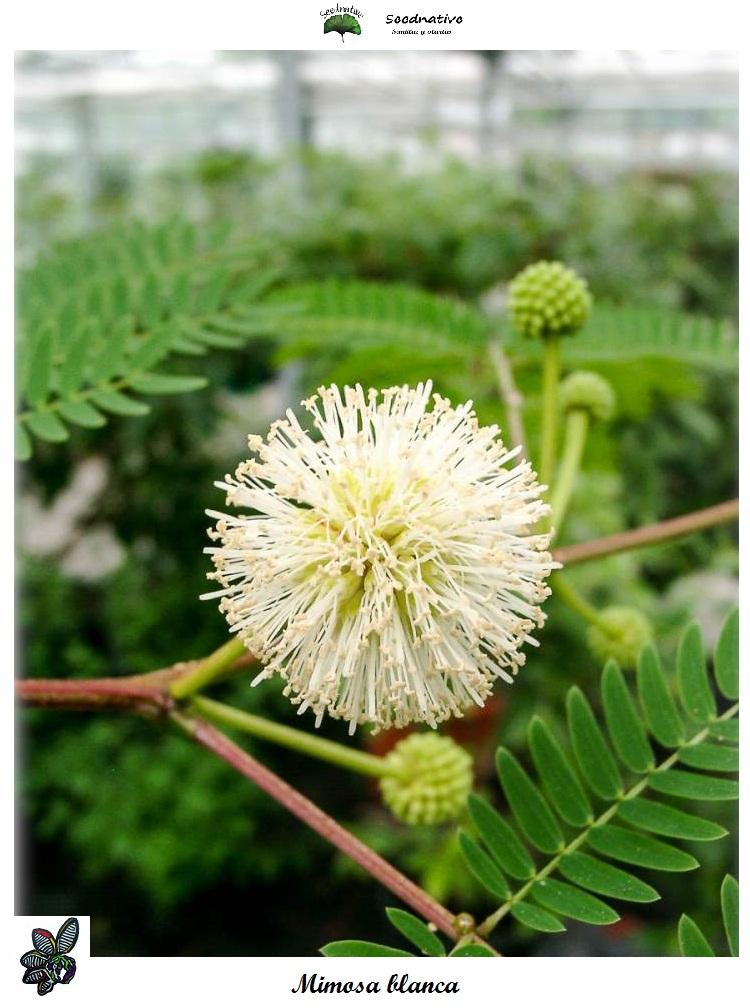 Leucaena leucocephala - Mimosa blanca - 50 semillas