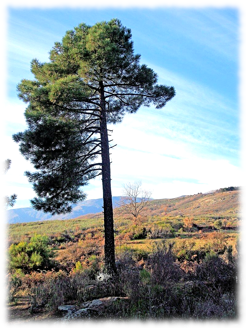 Pinus pinaster - Pino resinero - 30 semillas