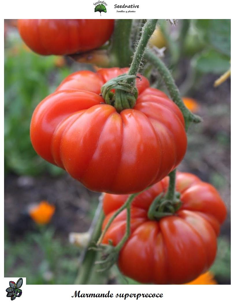 Tomate Marmande Superprecoce - 50 semillas - seeds