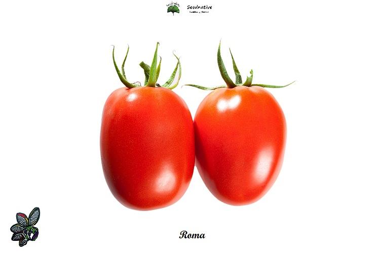 Tomate Roma - 200 semillas - var. tomate productivo - seeds