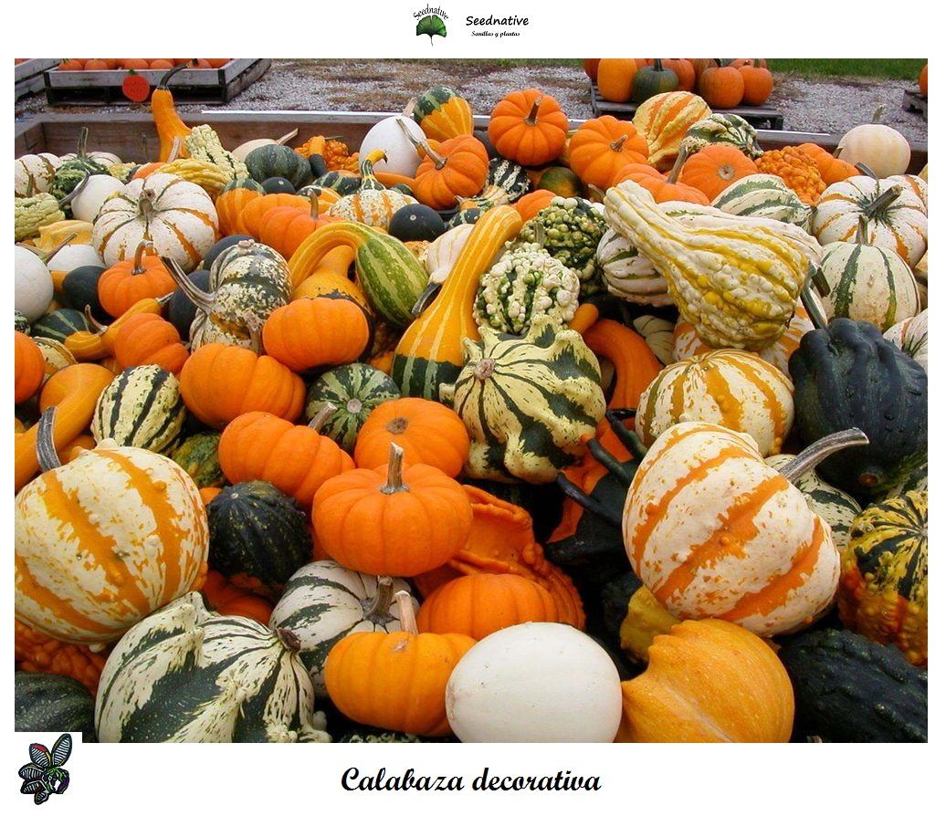 Calabaza Decorativa - 30 semillas - seeds - pumpkin