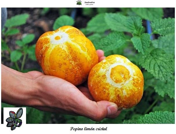 Pepino limón cristal - 50 semillas - seeds