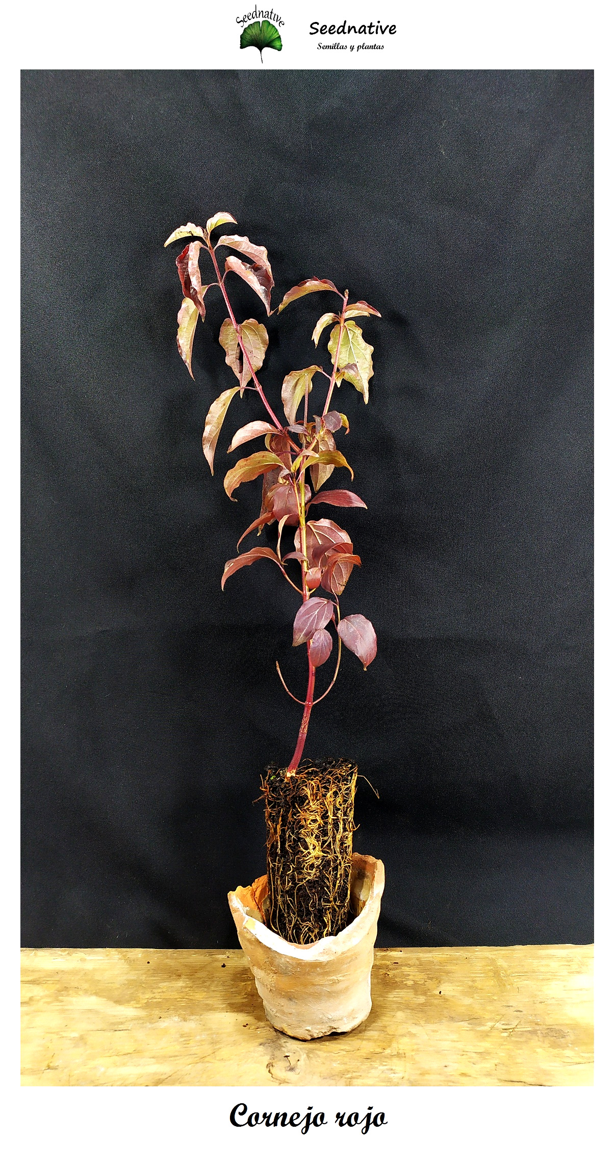 Planta de Cornejo rojo - Cornus sanguinea - 2 Años
