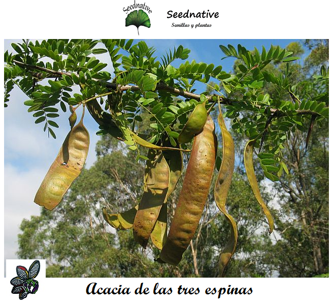 Gleditsia triacanthos - Acacia de las tres espinas - 50 semillas - Honey Locust