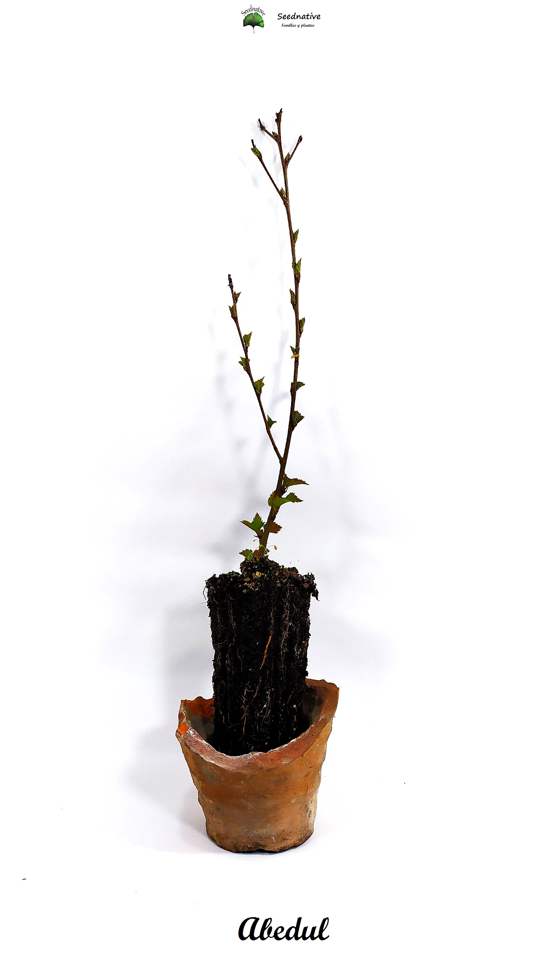 Planta de Betula Alba - Abedul - 2 Años 