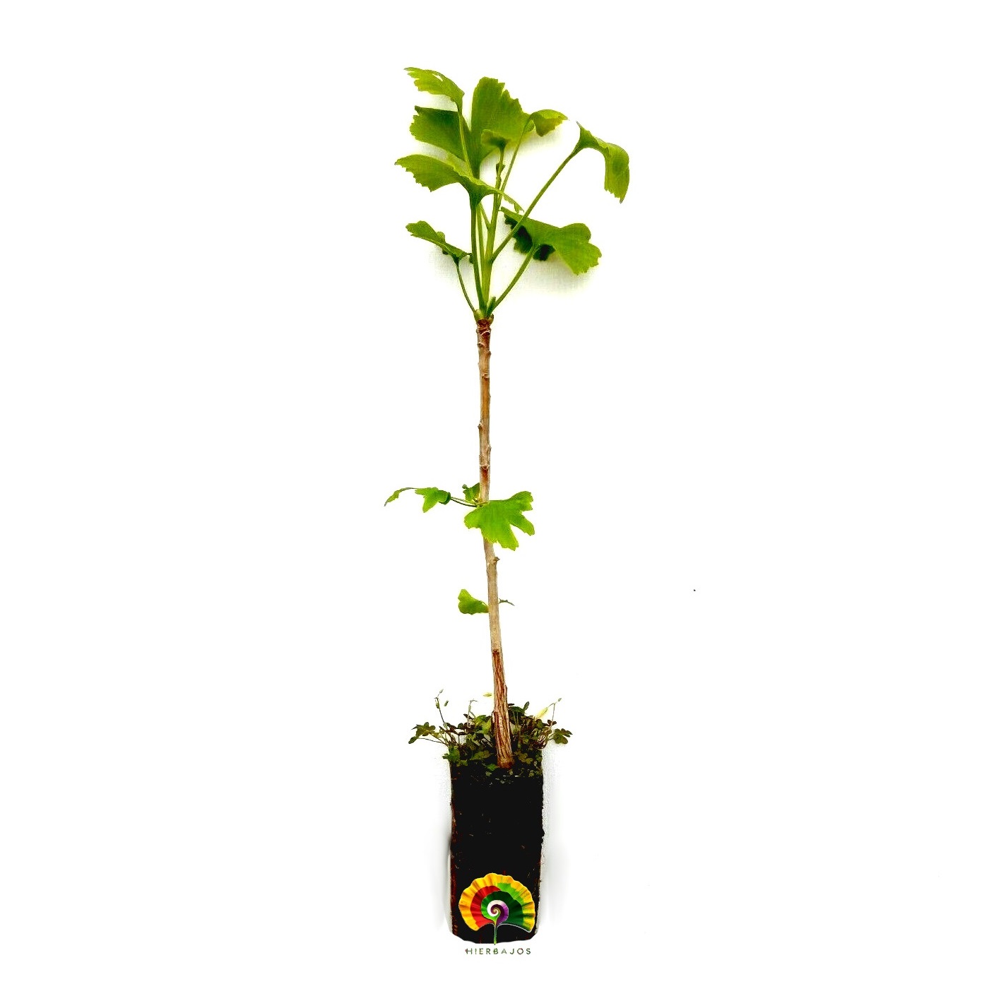 Planta Ginkgo biloba - Ginkgo