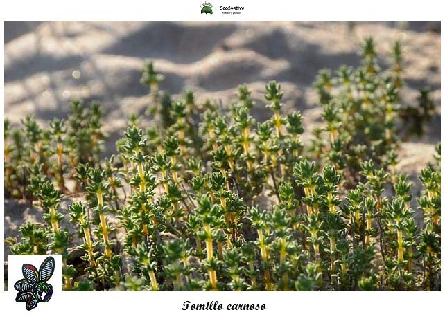 Tomillo carnoso - Thymus carnosus - 500 semillas