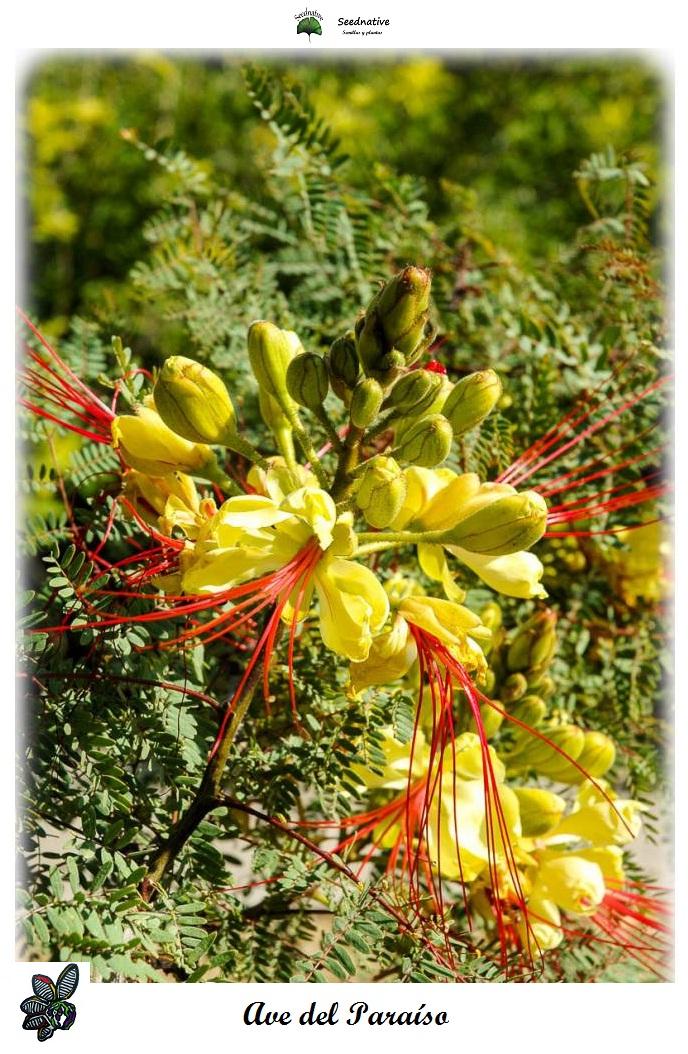 Caesalpinia gilliesii - Ave del paraíso - 25 semillas - Bird of Paradise