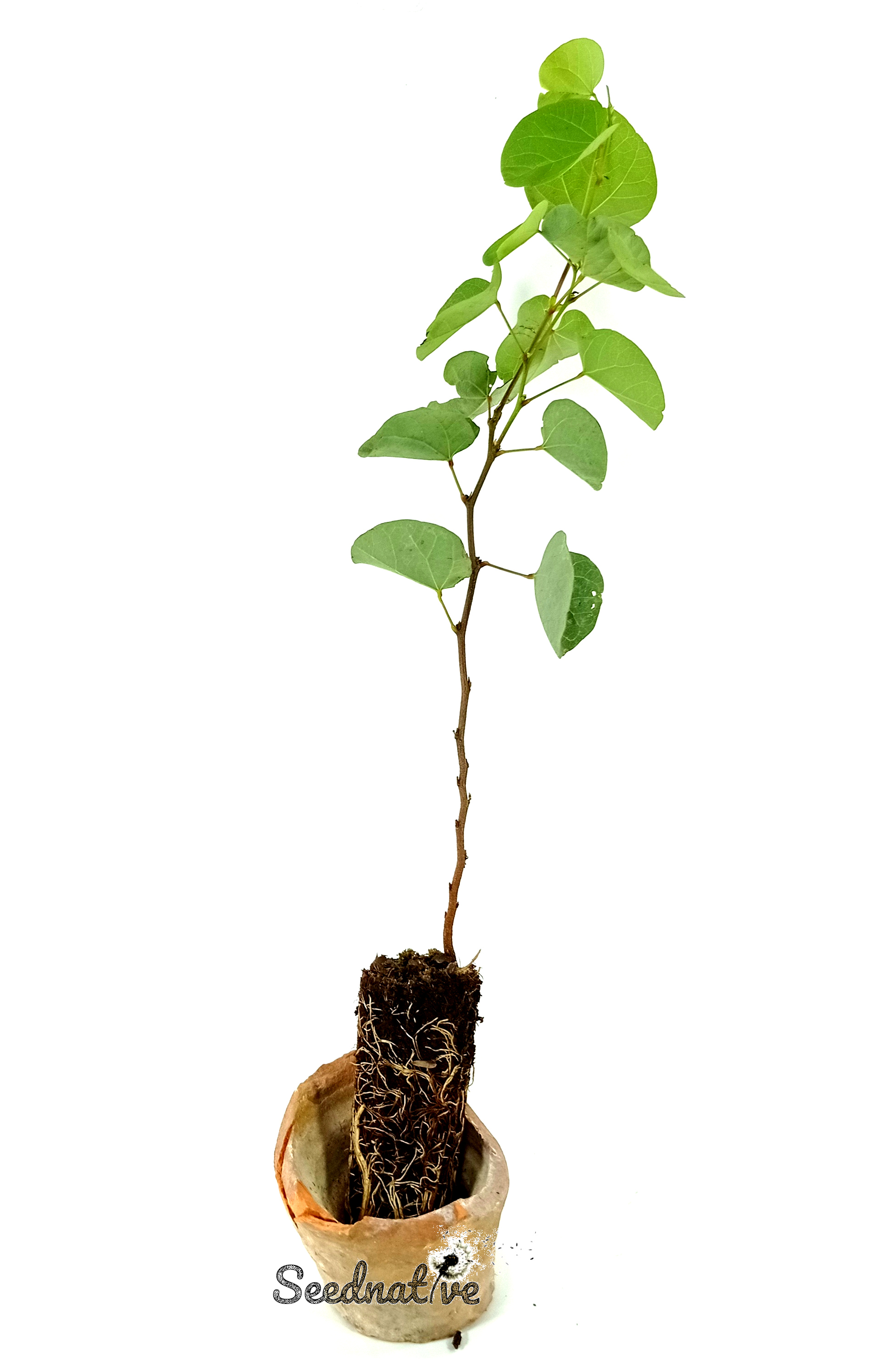 Planta de Cercis siliquastrum - Arbol del amor - 2 años