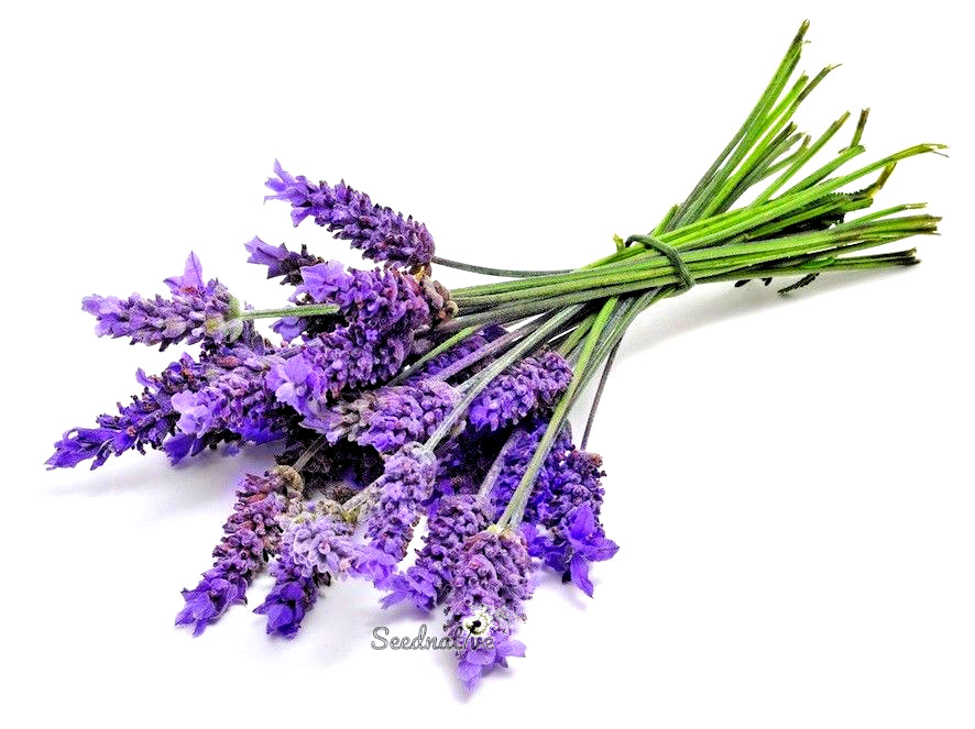 Lavandula angustifolia - Espliego - 500 semillas - True Lavender