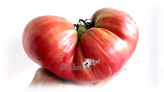 Tomata Riojana - 15 semillas