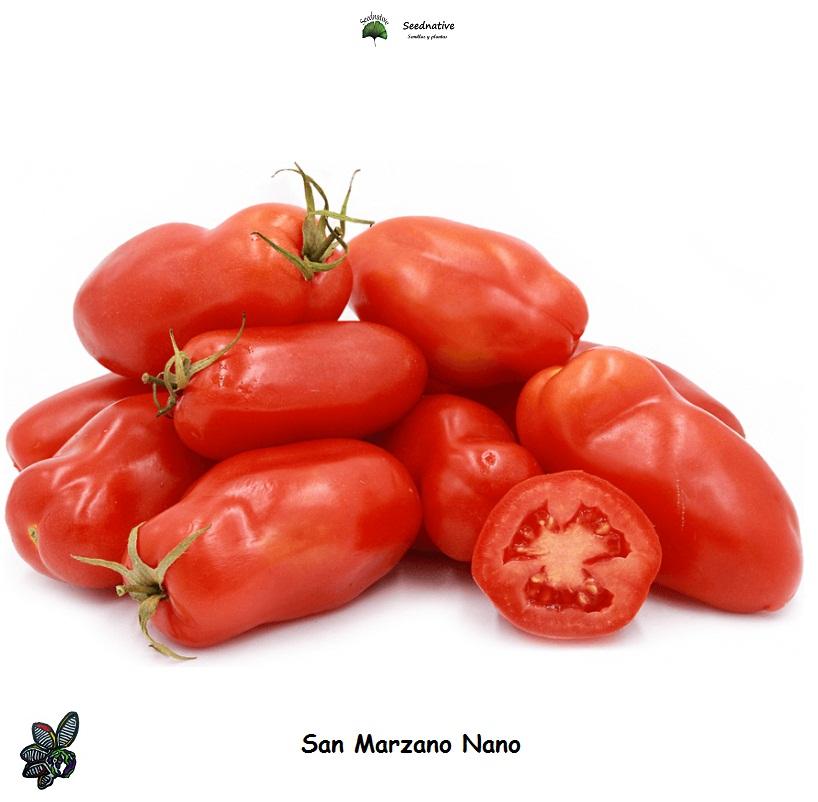Tomate San Marzano Nano - 50 semillas