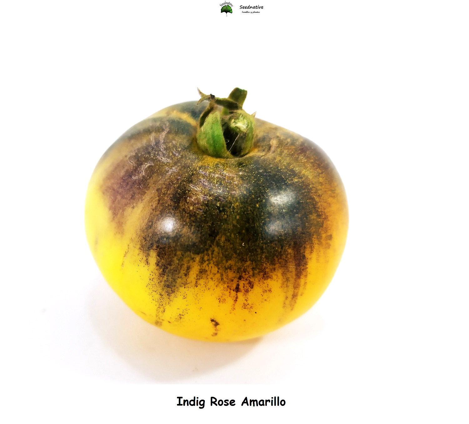 Tomate Indigo Amarillo - 10 semillas - seeds