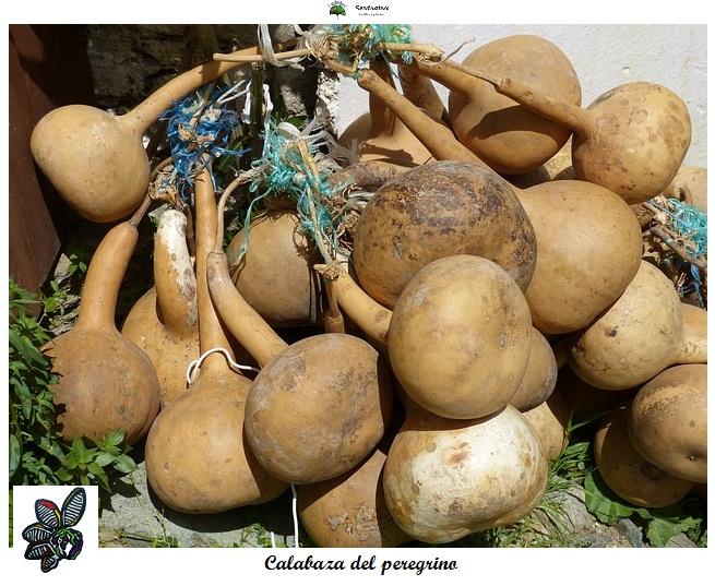 Lagenaria siceraria - Calabaza del Peregrino - 15 semillas 
