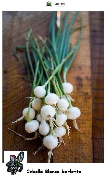 Cebolla Blanca barletta - 1000 semillas 