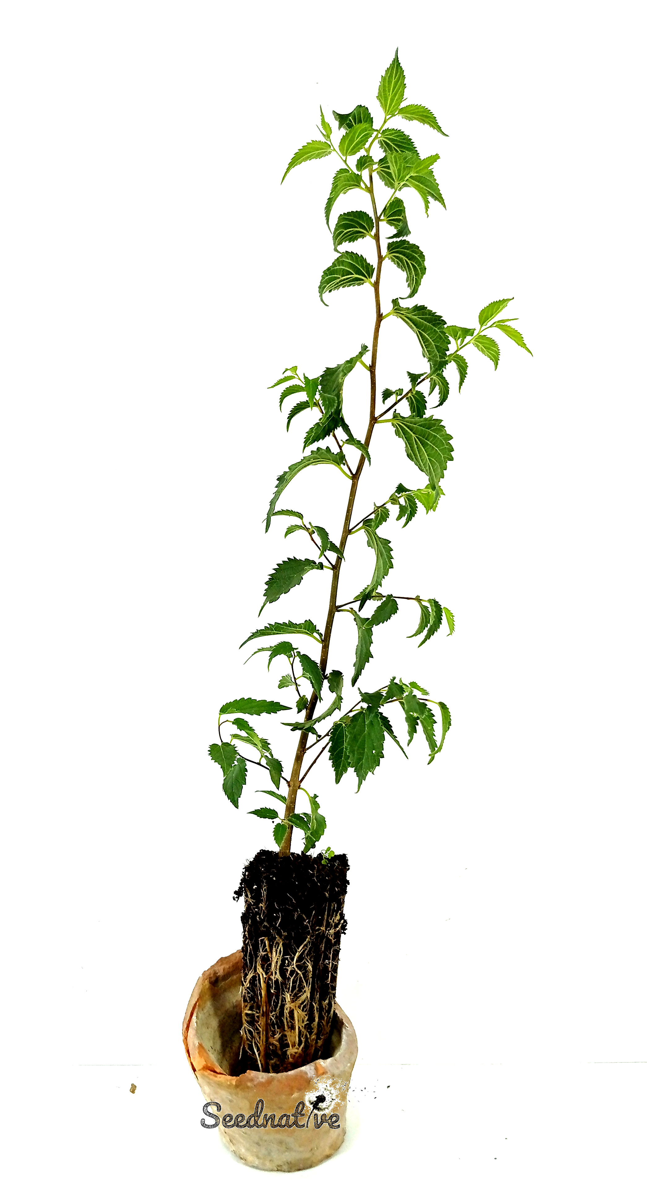 Planta de Celtis australis - Almez - 2 Años 