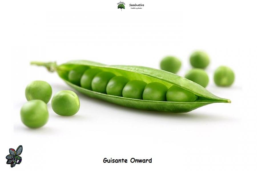 Guisante Onward - 100 semillas