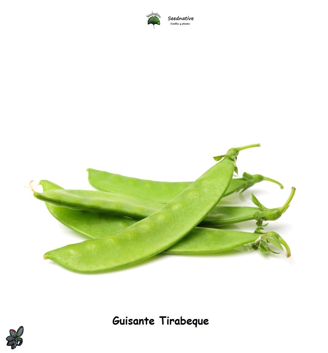 Guisante Tirabeque - 100 semillas