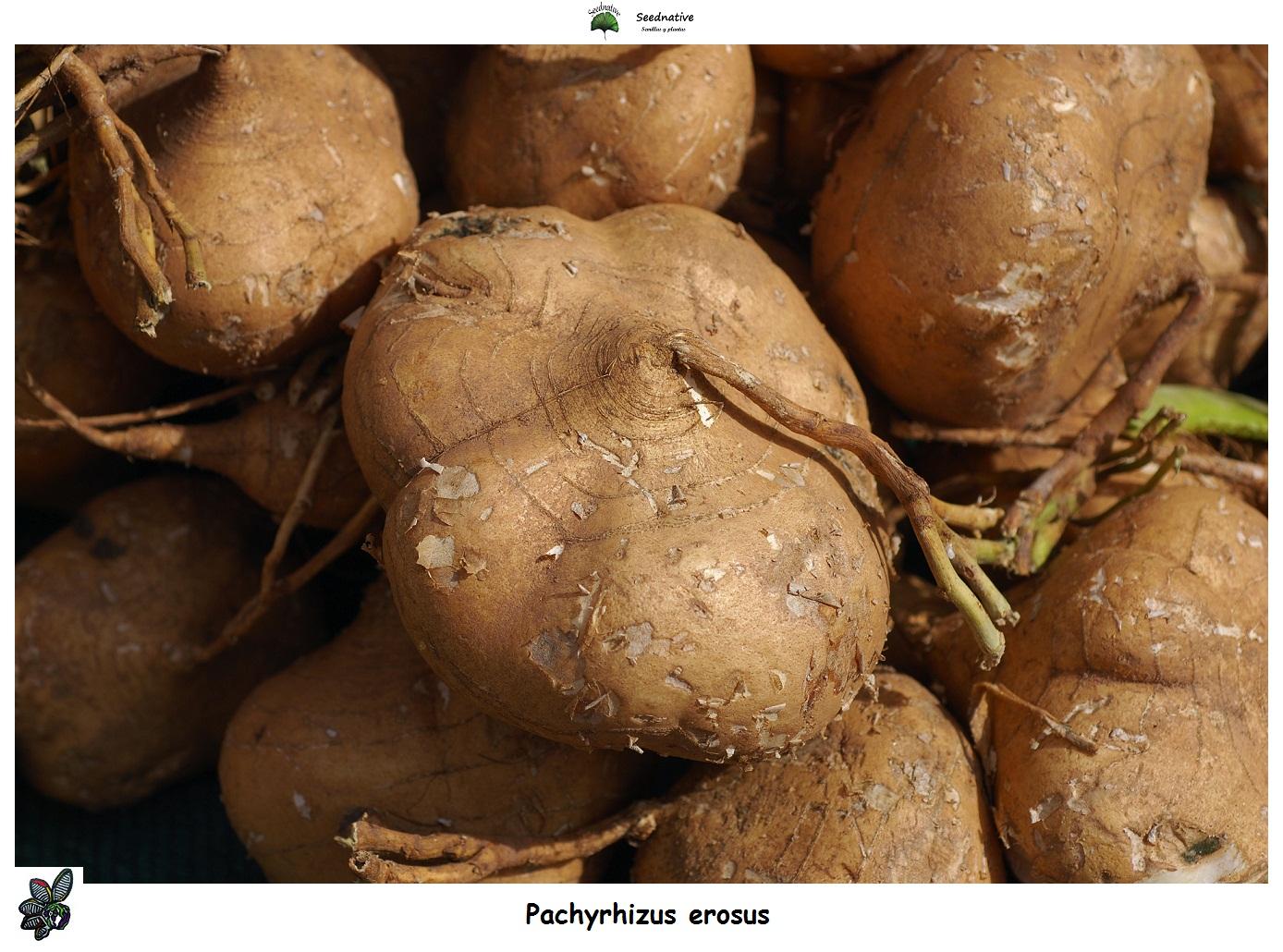 Pachyrhizus erosus - Jicama - 10 semillas