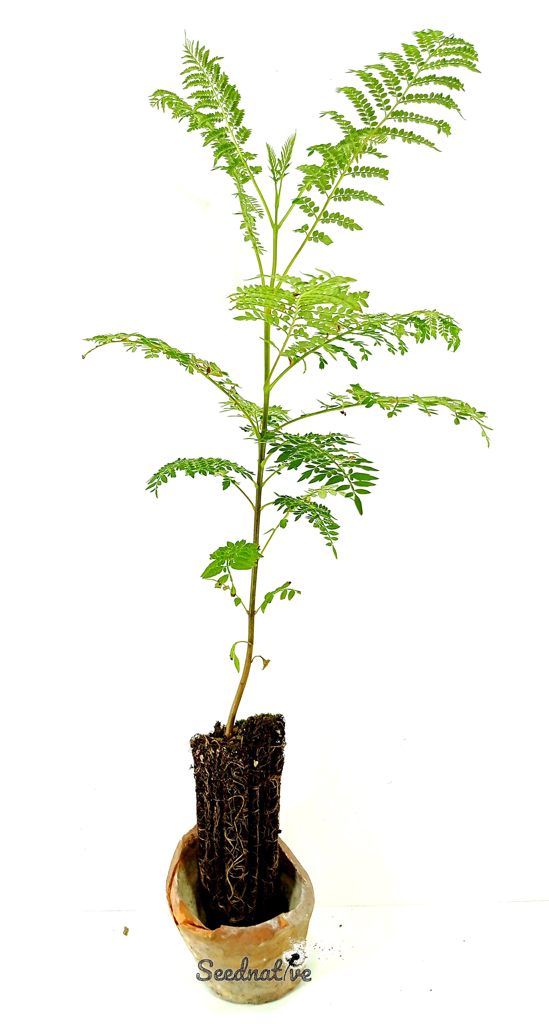 Planta de Jacaranda - Jacaranda mimosifolia - 2 años