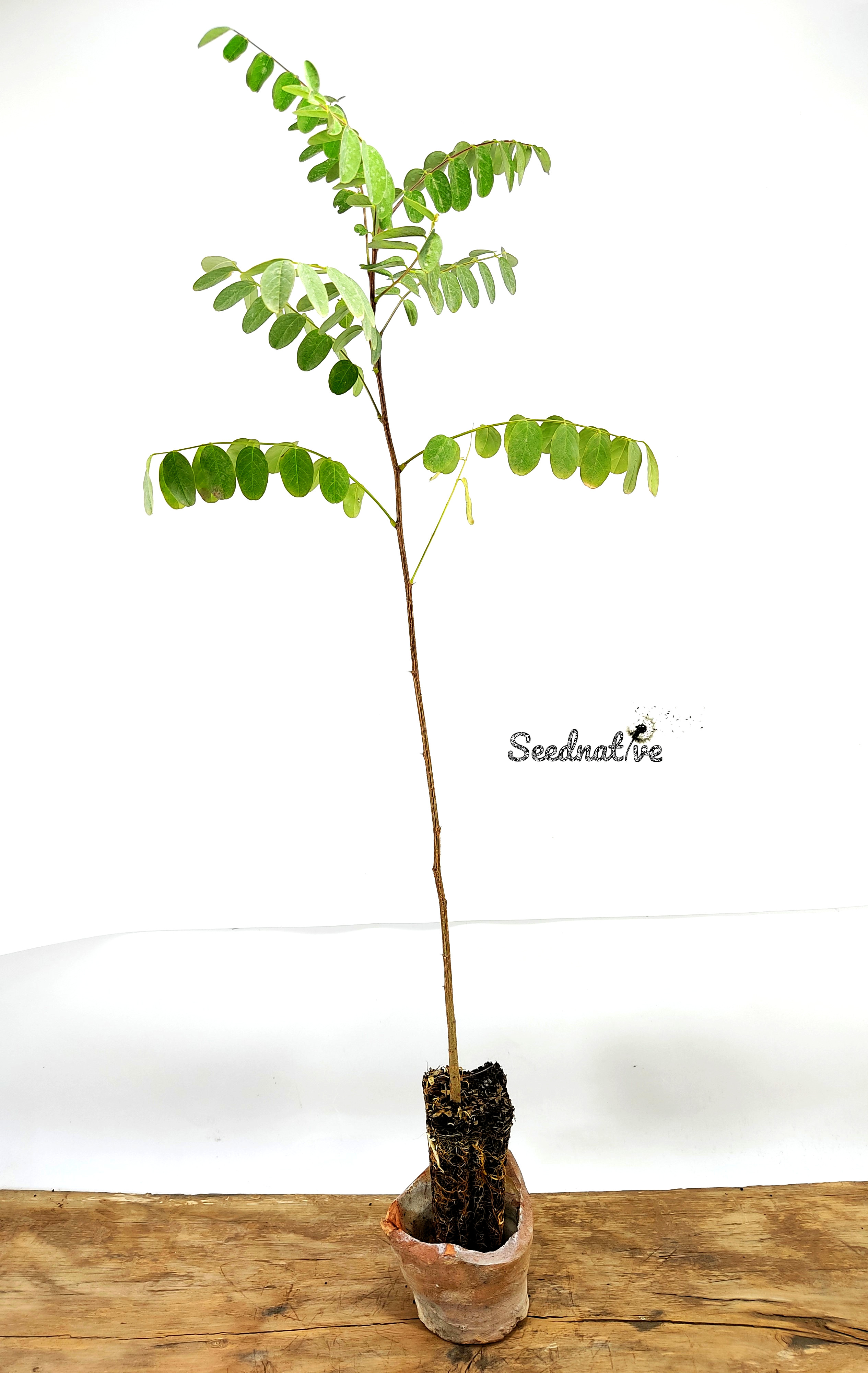 Planta de Robinia pseudoacacia - Falsa acacia - 2 años