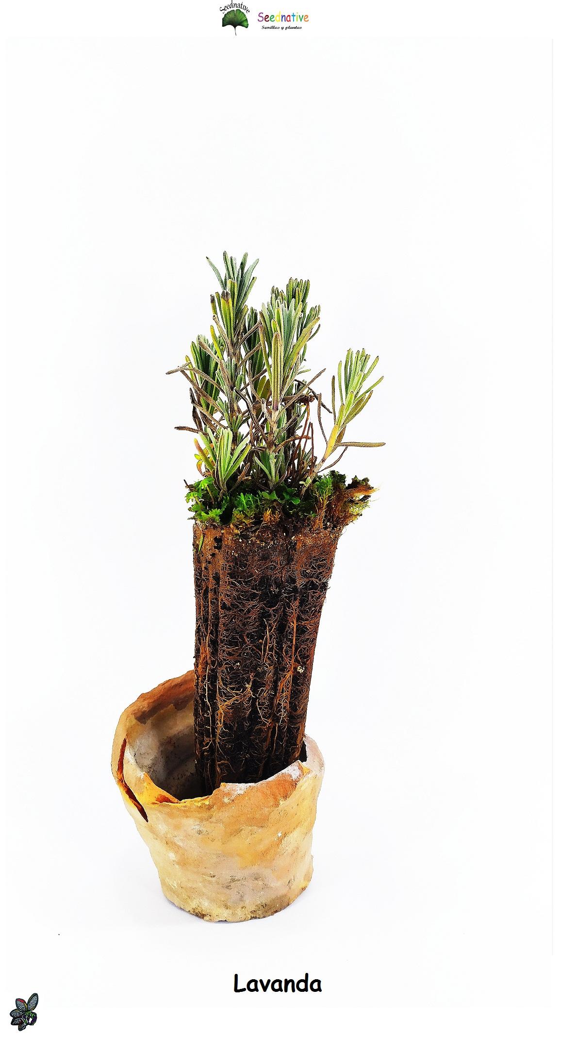 Planta de Lavandula angustifolia - Espliego - 2 Años