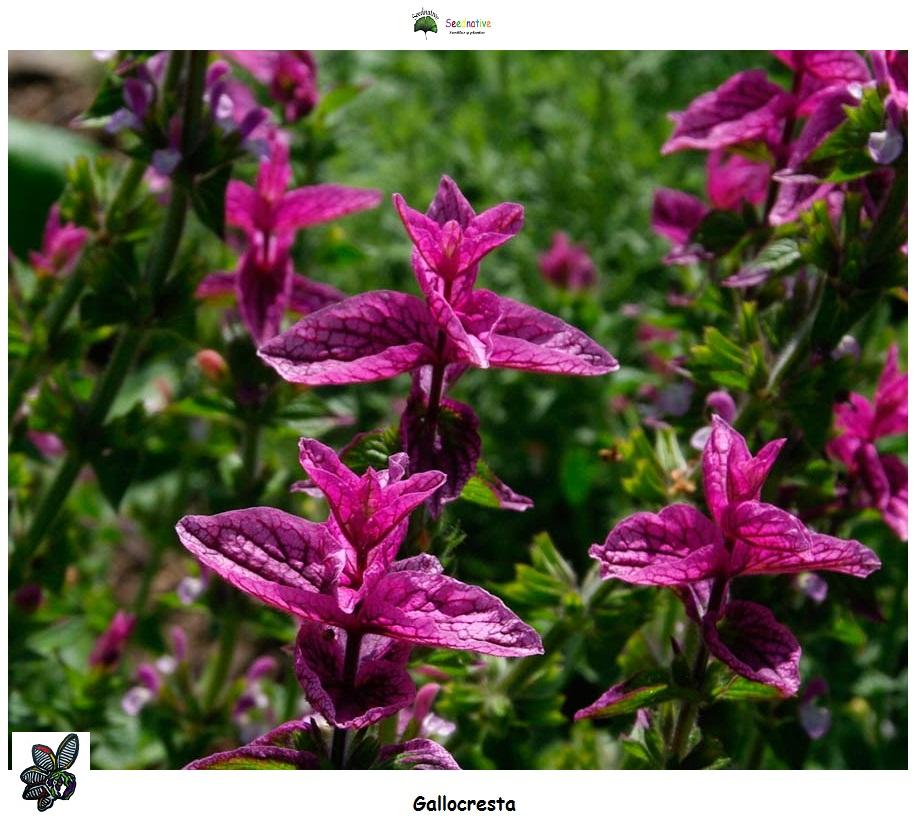 Salvia viridis - Gallocresta - 100 semillas