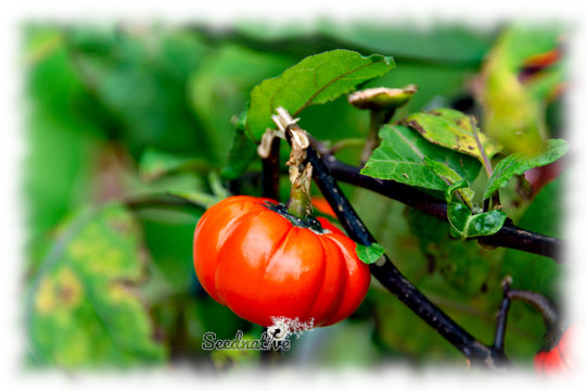 Solanum aethiopicum - Nakatí - 50 semillas