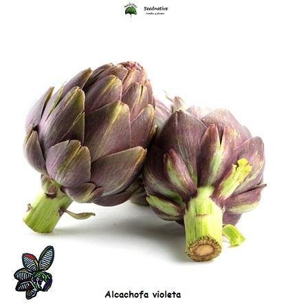 Alcachofa Violet de Provence - 20 semillas - seeds