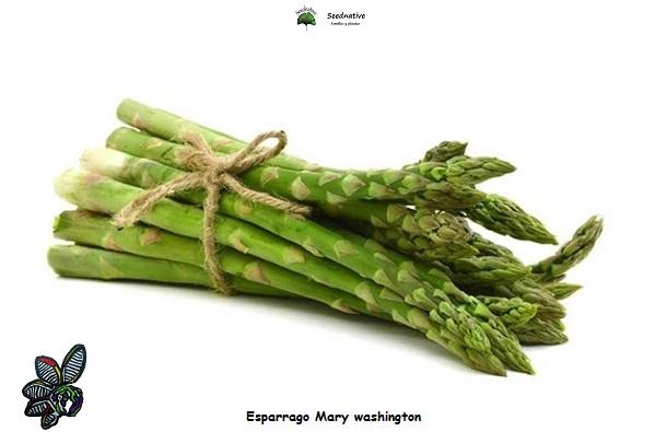 Esparrago Mary washington - 100 semillas