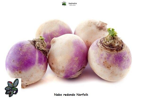 Nabo redondo Norfolk violeta - 5000 semillas