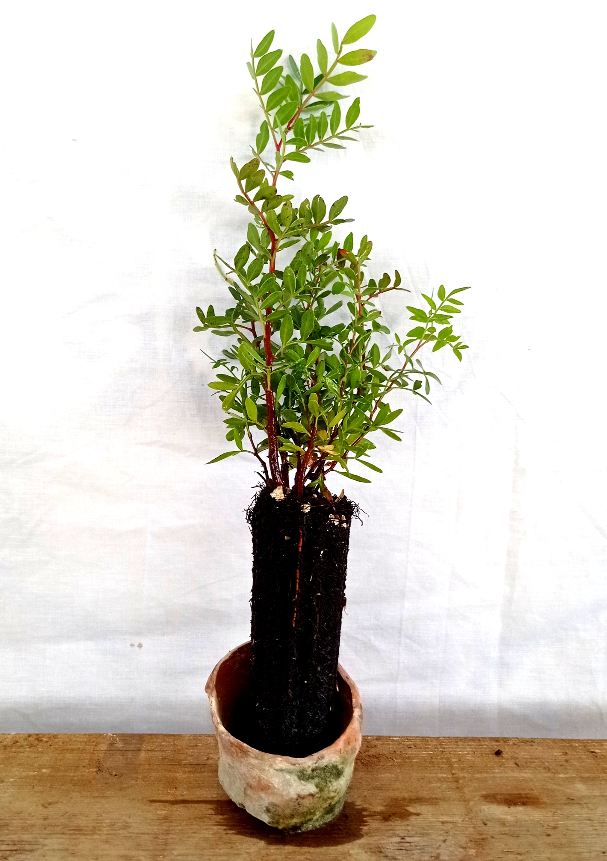 Planta de Lentisco - Pistacia lentiscus - 2 Años
