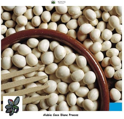 Alubia Coco Blanc Precoz - 50 semillas - Mata baja