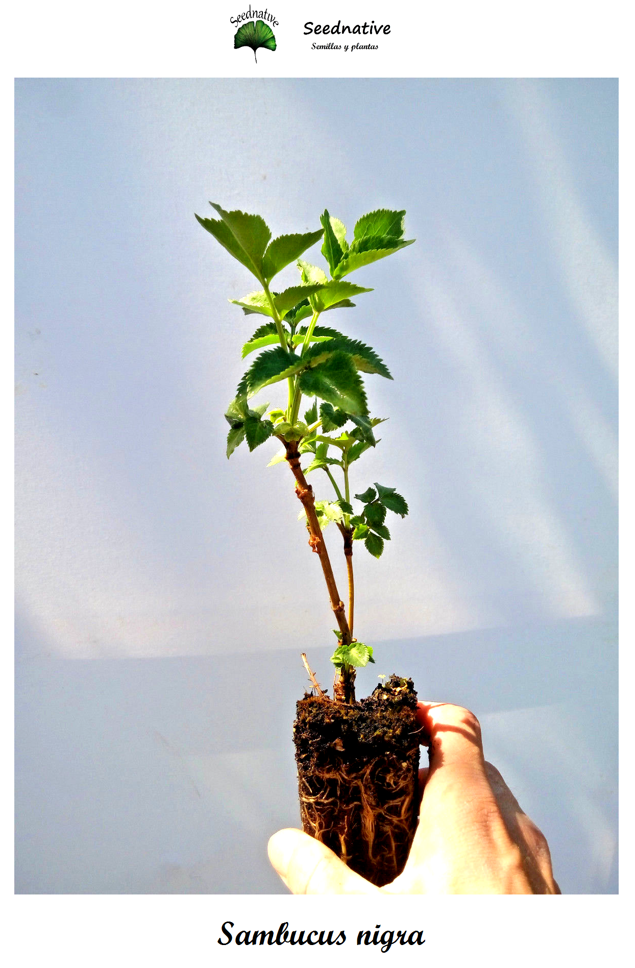 Planta de Saúco - Sambucus nigra - 2 Años