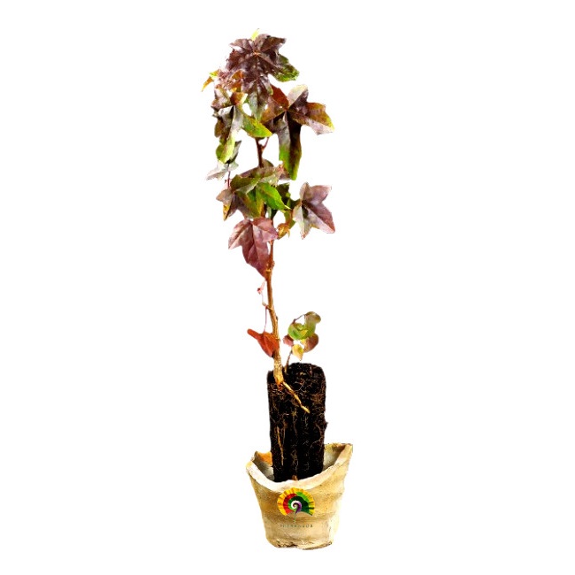 Planta Liquidambar styraciflua - Liquidámbar 