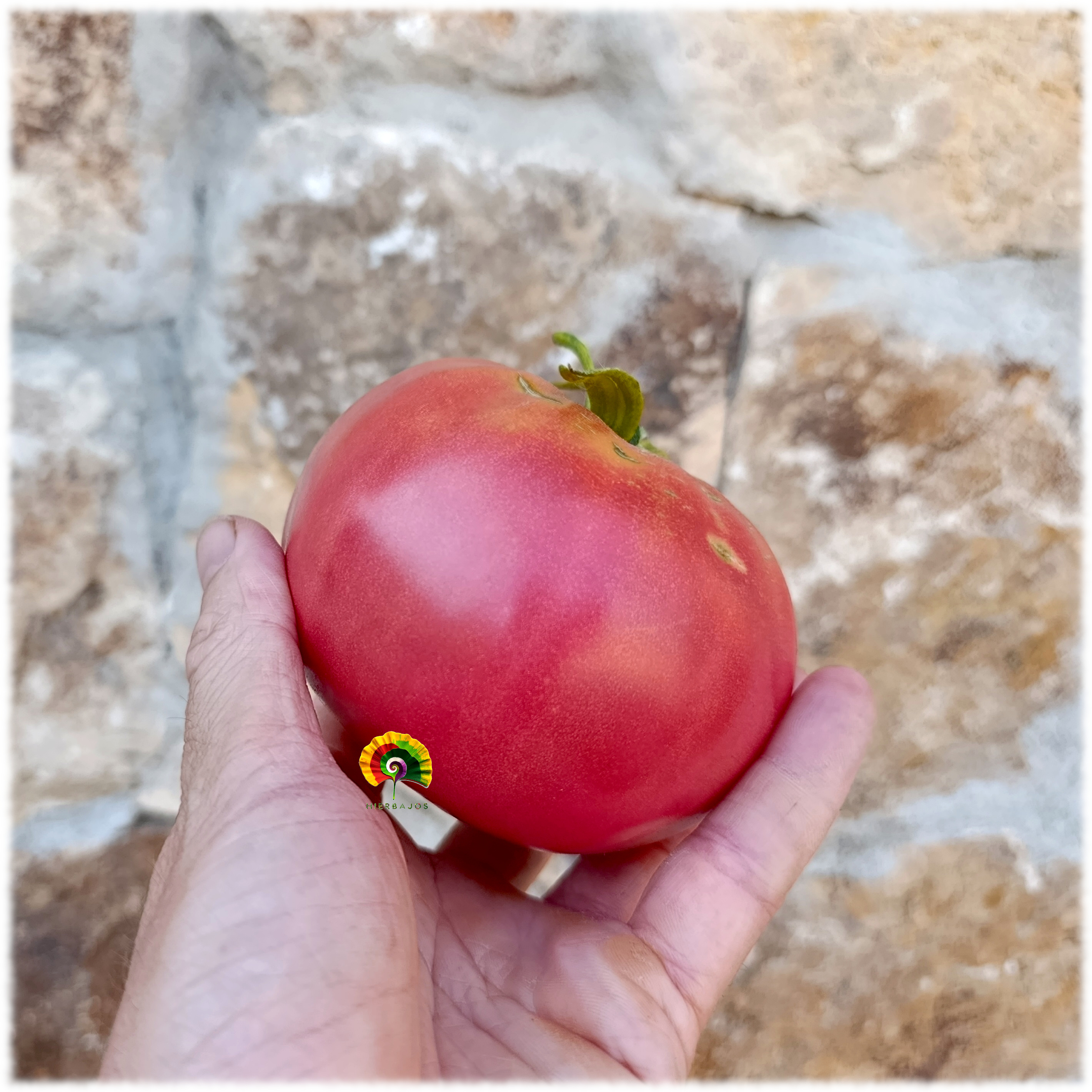 Tomate Aretxabaleta - 30 semillas 
