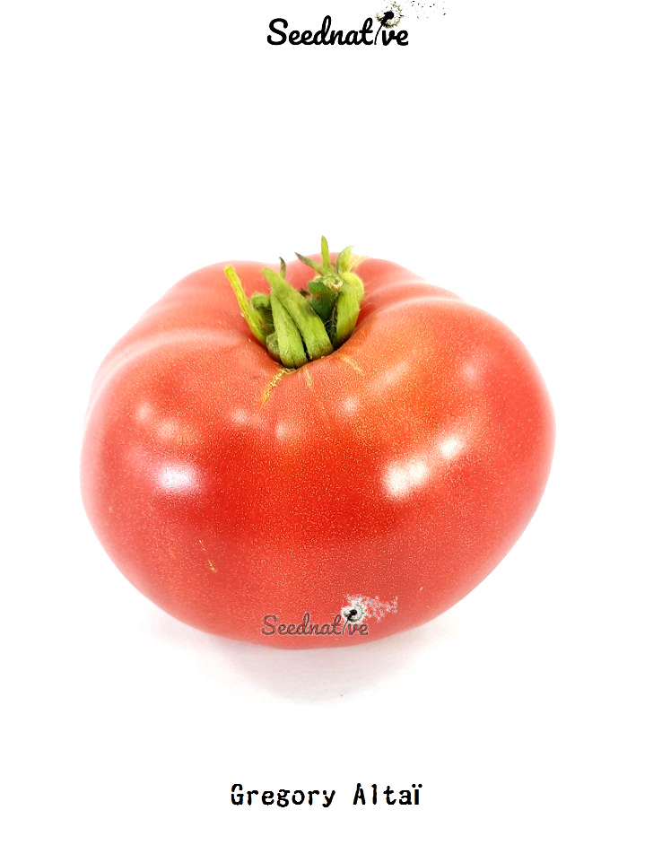 Tomate Gregory altai - 25 semillas - var. tomate antiguo