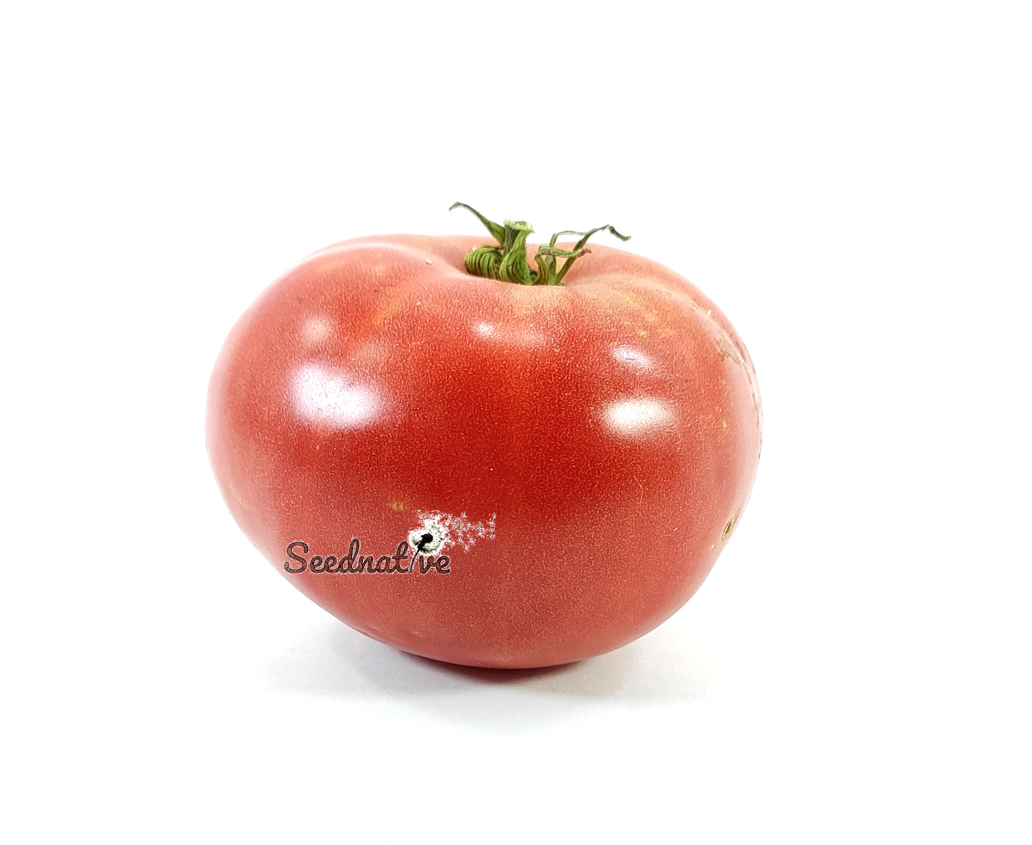 Tomate 1884 - 20 semillas - var. tomate antiguo 