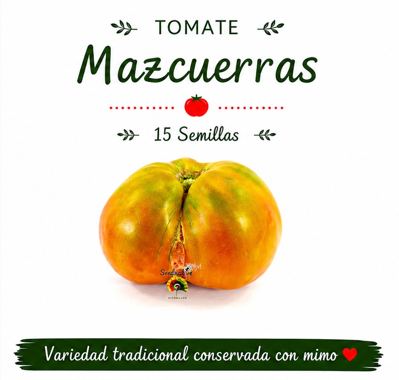 Tomate Mazcuerras - 15 semillas 