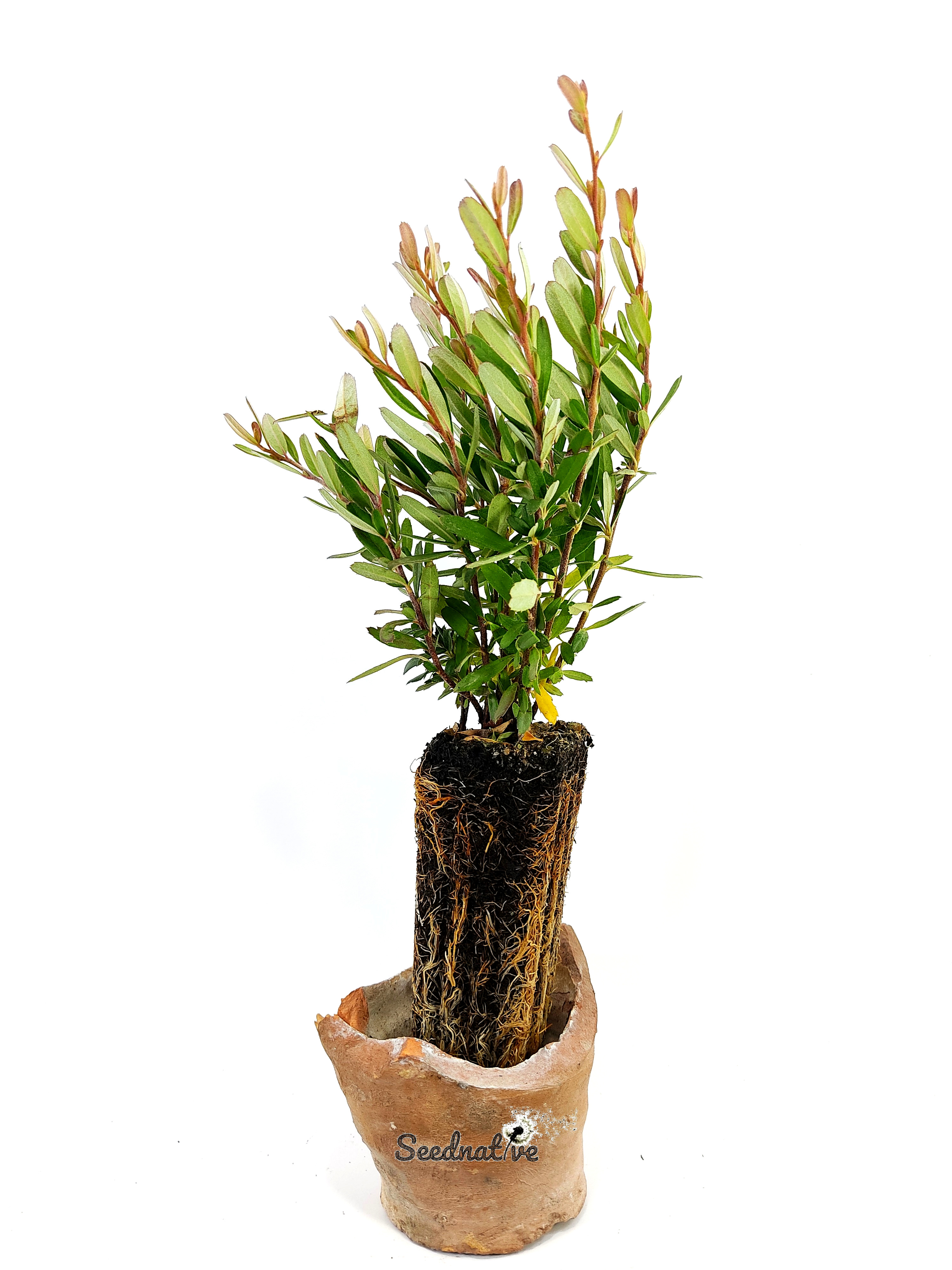Planta de Espino de fuego - Pyracantha angustifolia - 2 Años 
