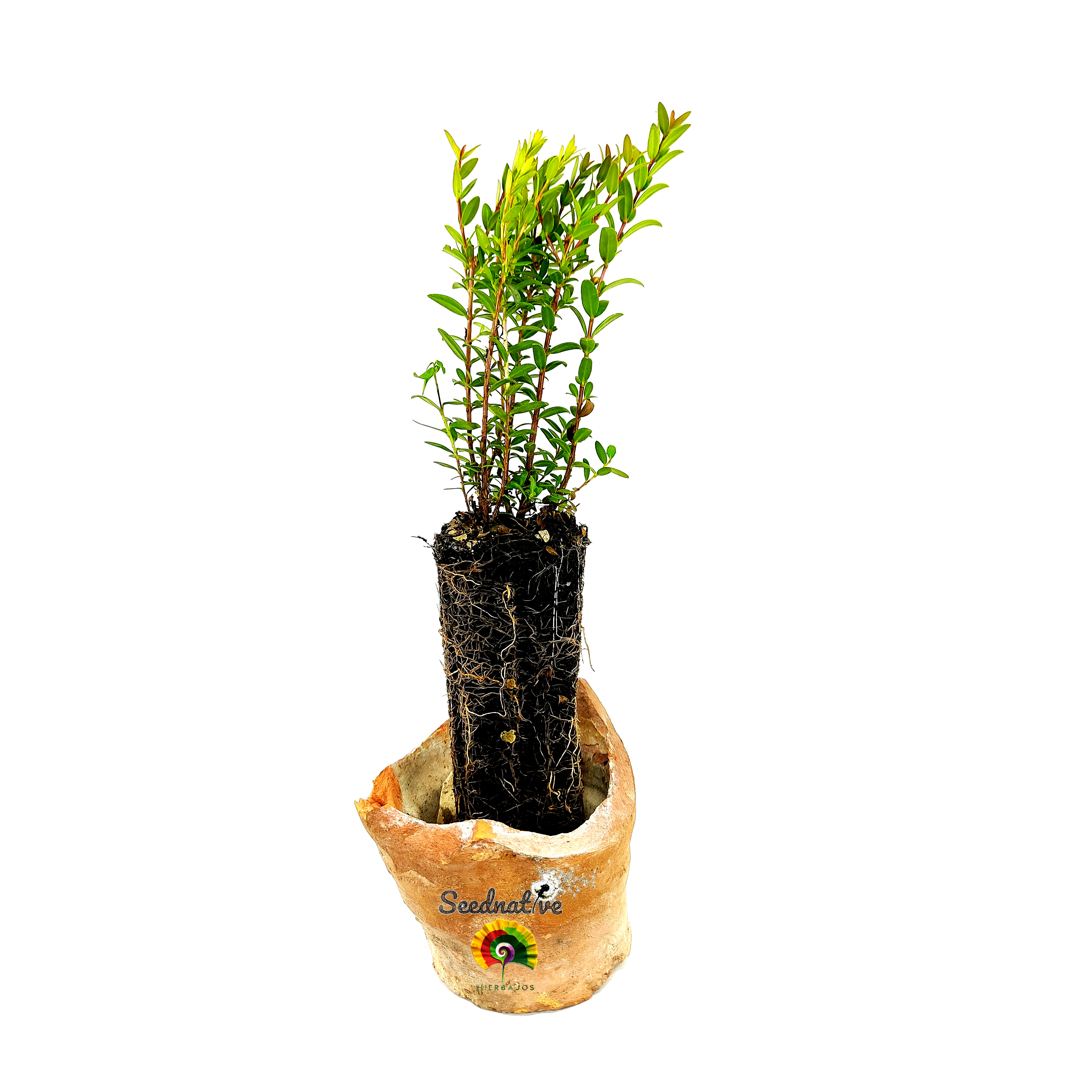 Planta Mirto - Myrtus communis tarentina