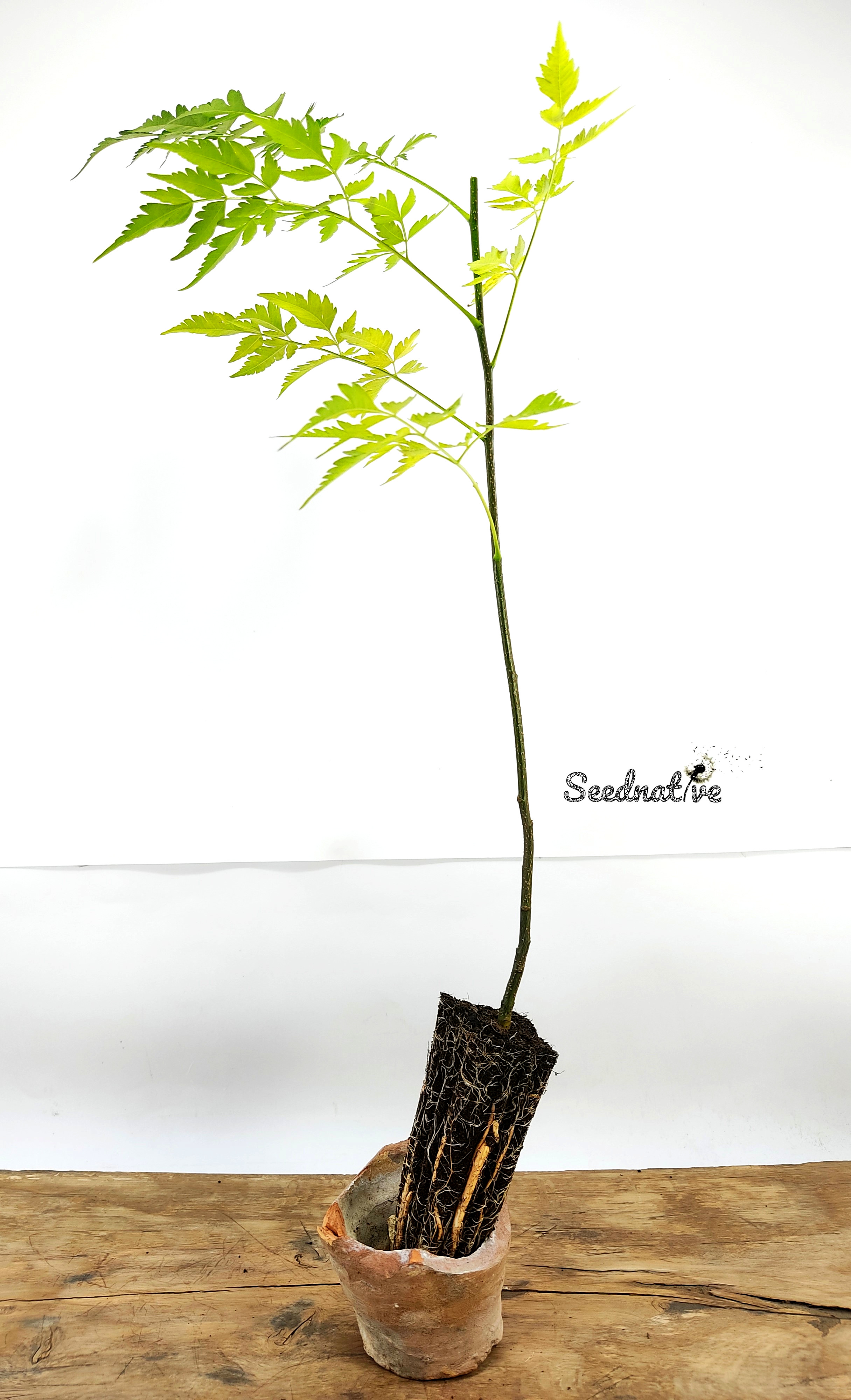 Planta de Melia azedarach - Cinamomo - 2 Años