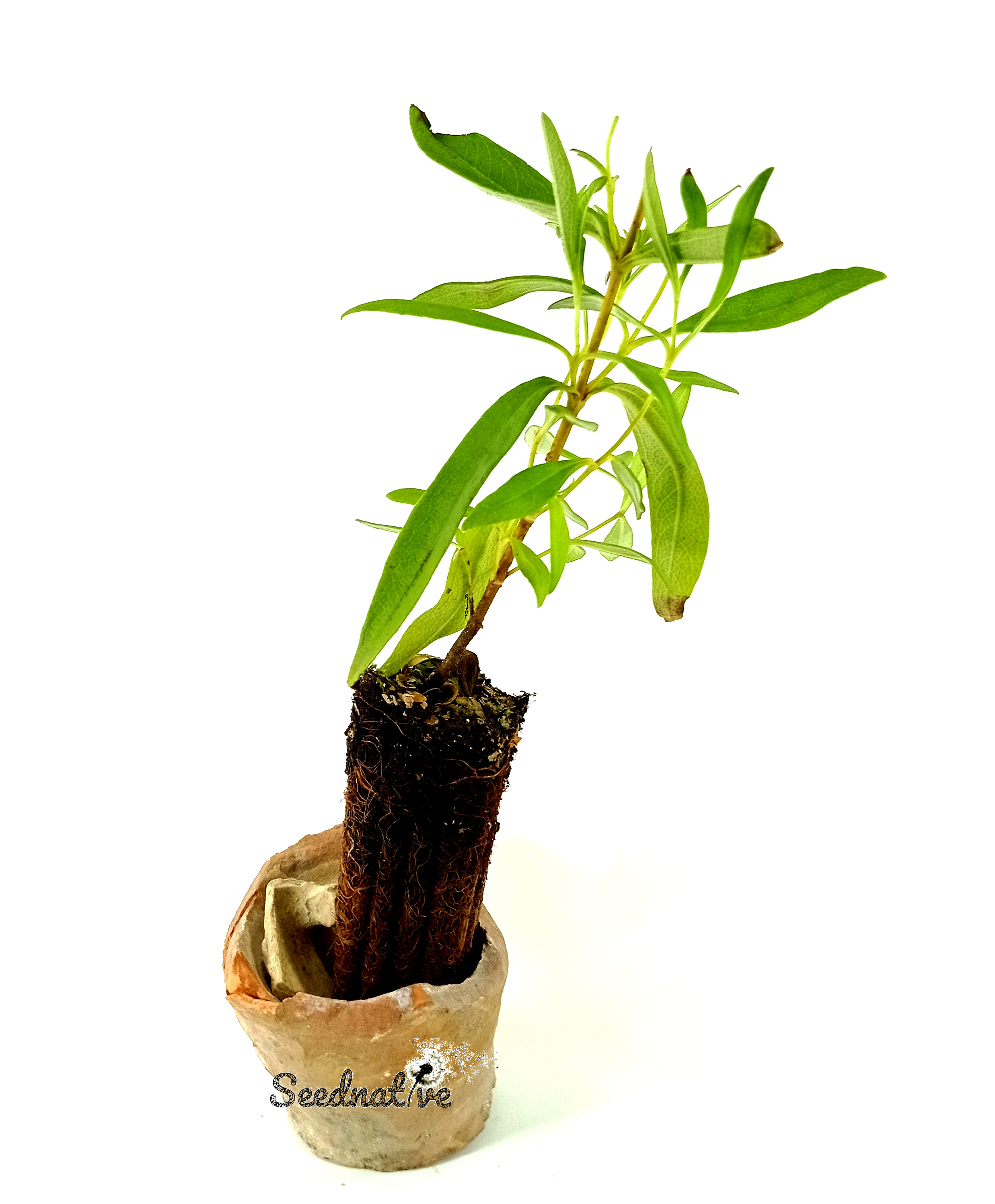Planta de Cistus ladanifer - Jara pringosa - 2 Años