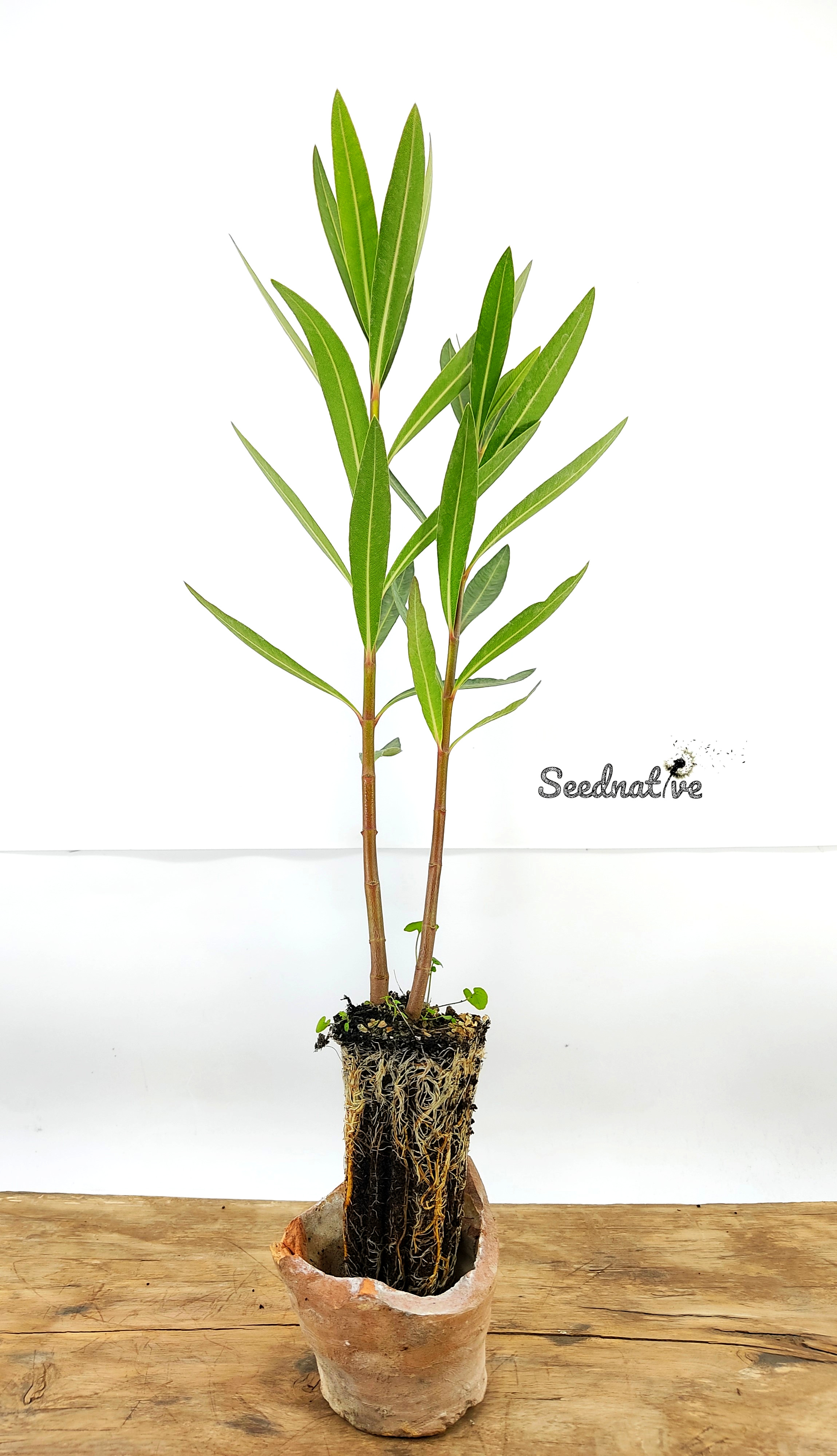 Planta de Nerium oleander - Adelfa - 2 Años