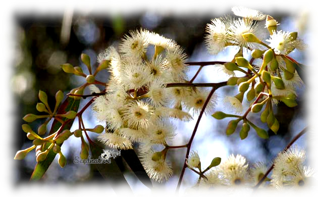 Eucalyptus camaldulensis - Eucalipto rojo - 500 semillas - River red gum