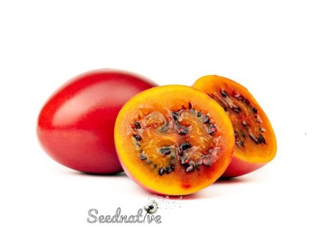 Solanum betaceum - Tamarillo - 50 semillas 