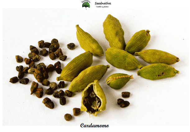 Cardamomo - Elettaria cardamomum - 10 semillas