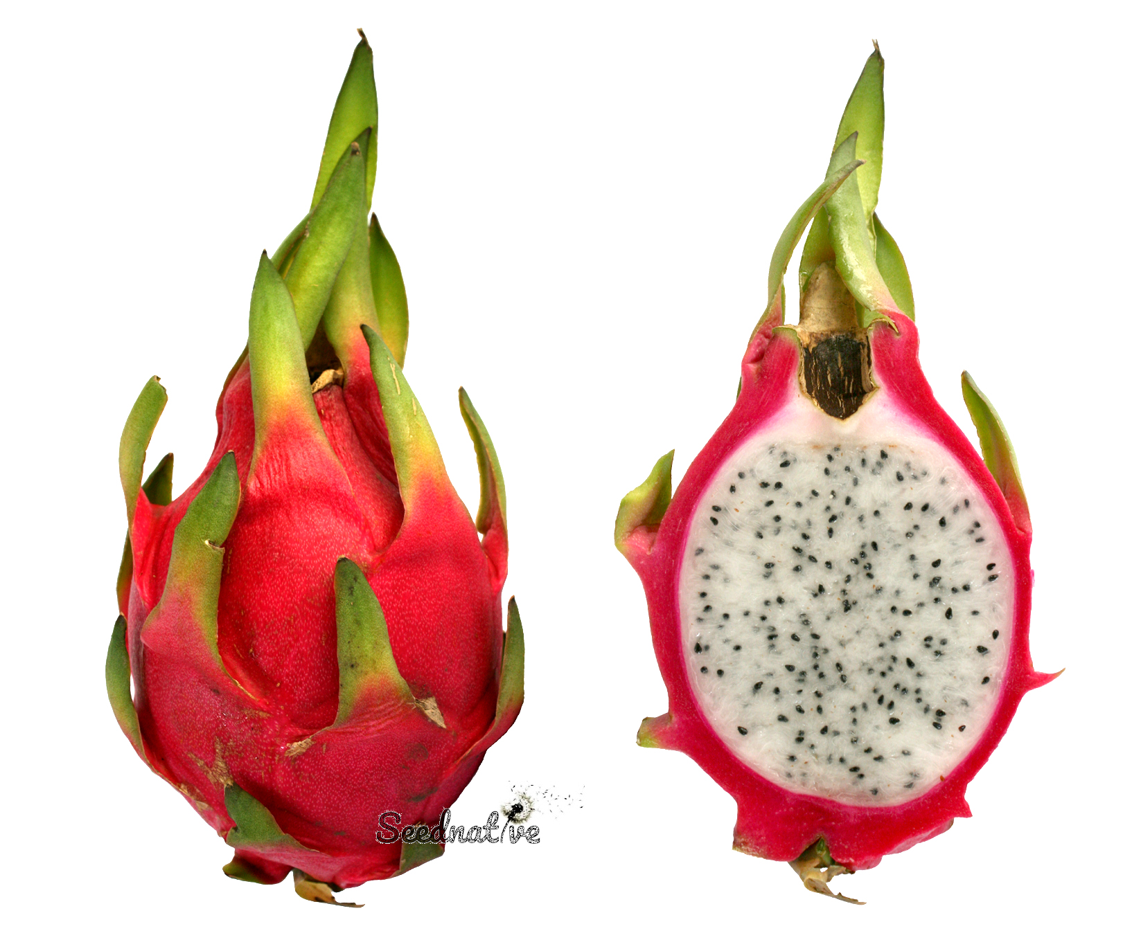 Hylocereus undatus - Pitahaya - 100 semillas - Dragon fruit